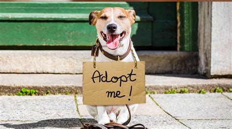 The Journey of Pet Adoption: Discovering the Perfect Pet near Me